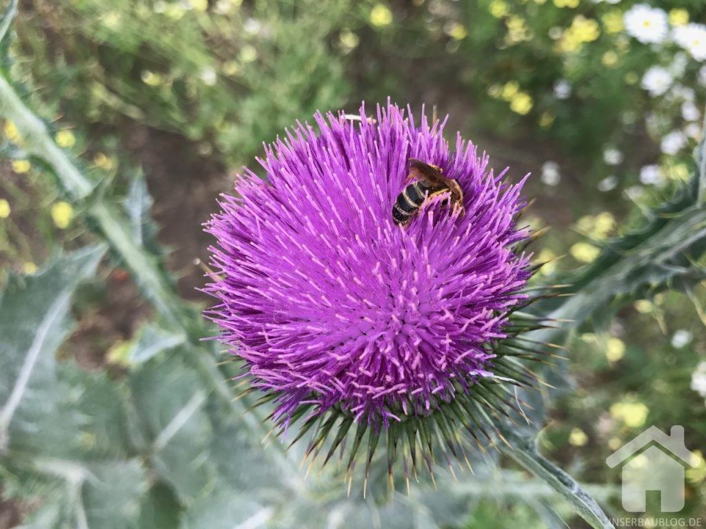 Distel mit Biene