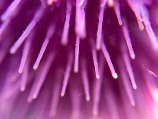 Distel in Nahaufnahme