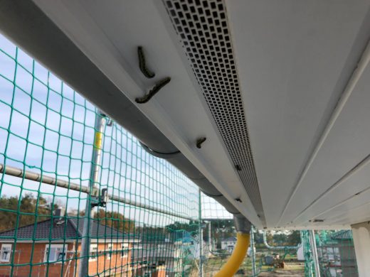 Raupeninvasion in Ludwigsfelde