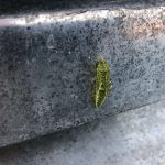 Puppe des Kohlweißlings