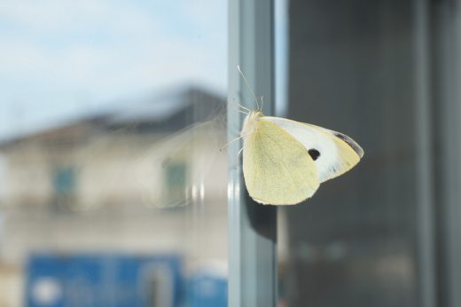 Frecher Kohlweißling